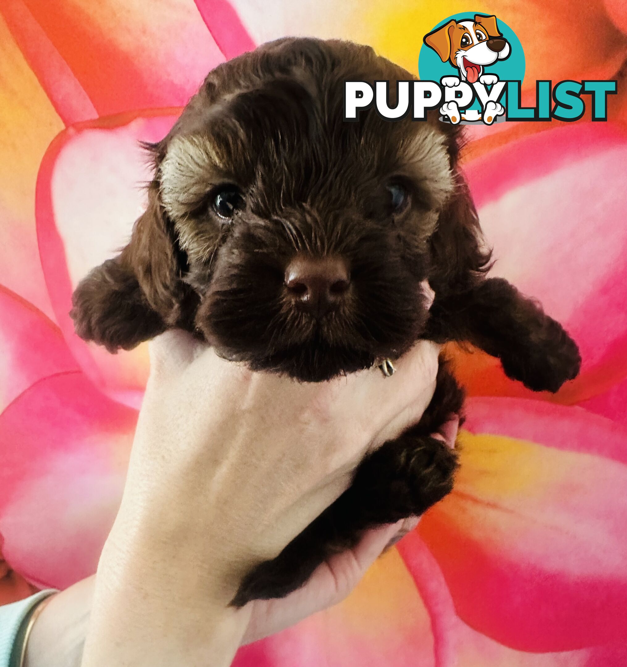 2 Stunning Rich Chocolate Female Cavoodles