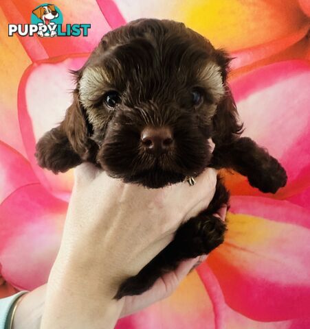 2 Stunning Rich Chocolate Female Cavoodles
