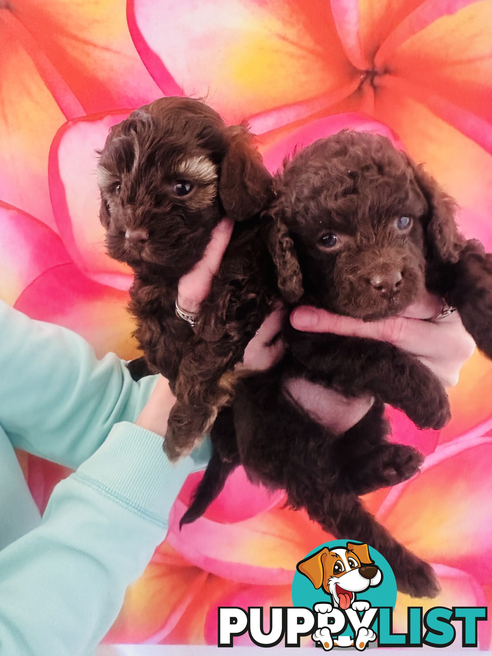 2 Stunning Rich Chocolate Female Cavoodles