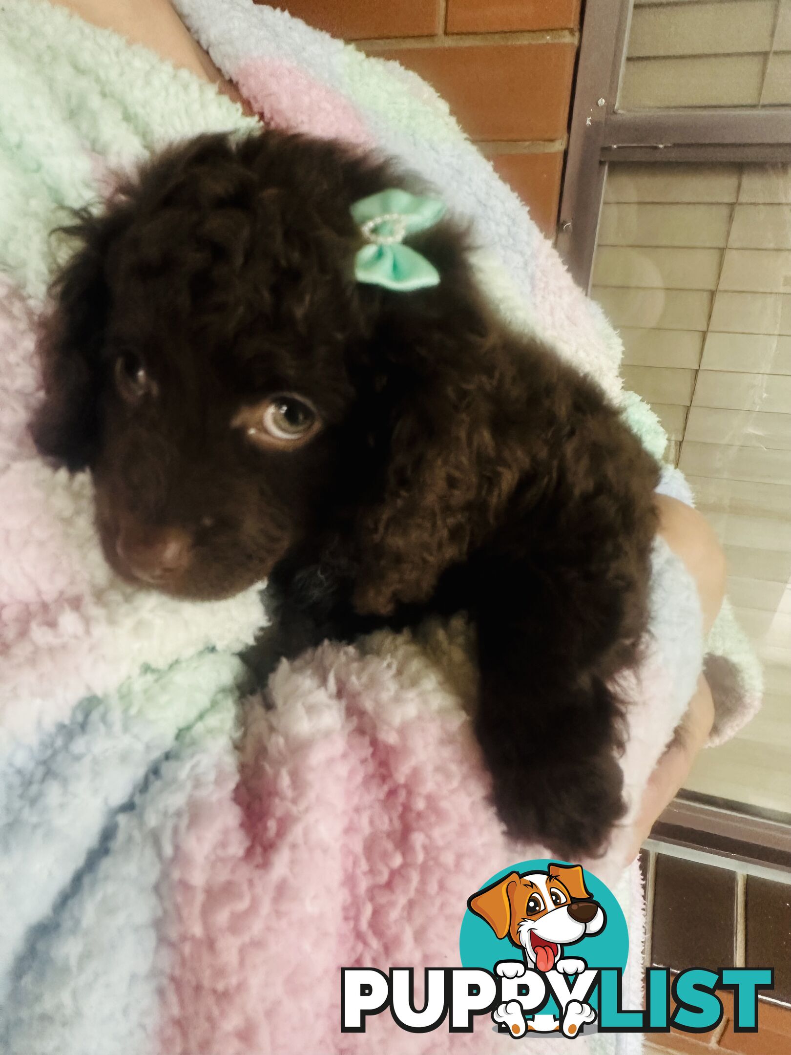 2 Stunning Rich Chocolate Female Cavoodles