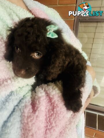 2 Stunning Rich Chocolate Female Cavoodles