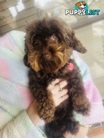 2 Stunning Rich Chocolate Female Cavoodles