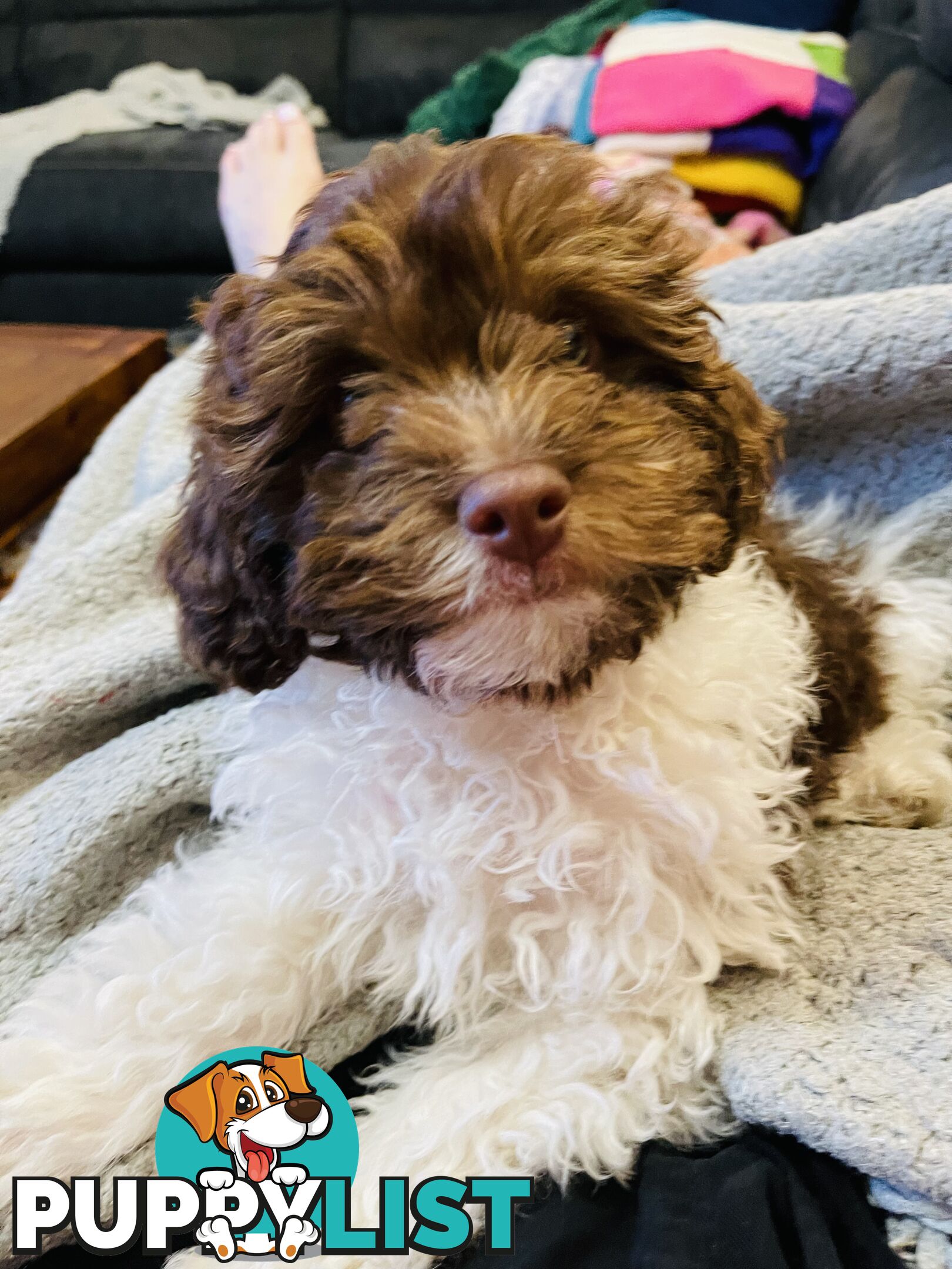 2 Stunning Rich Chocolate Female Cavoodles