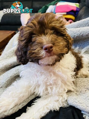 2 Stunning Rich Chocolate Female Cavoodles