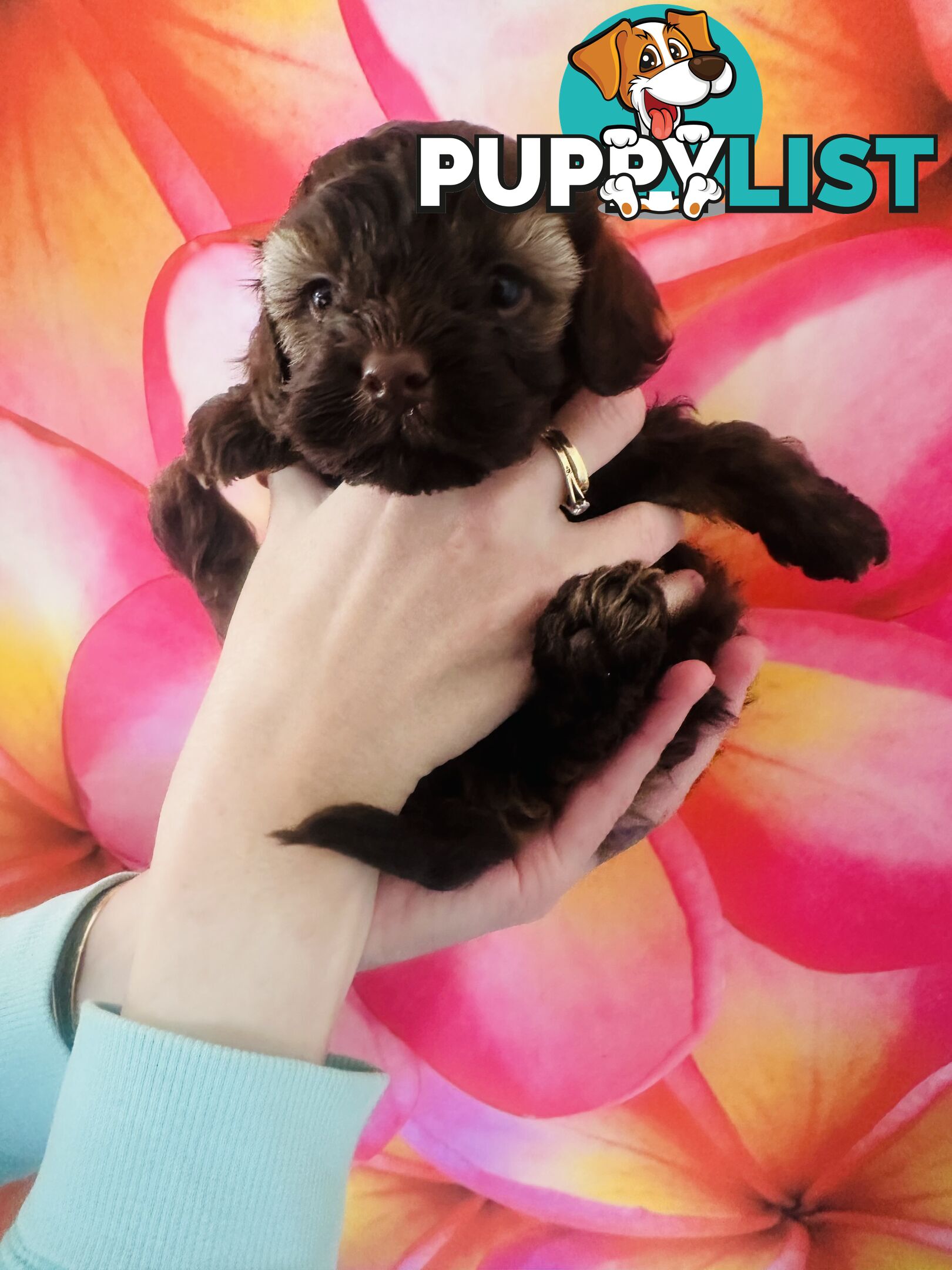 2 Stunning Rich Chocolate Female Cavoodles