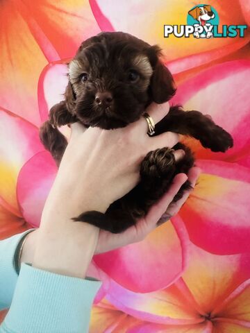 2 Stunning Rich Chocolate Female Cavoodles