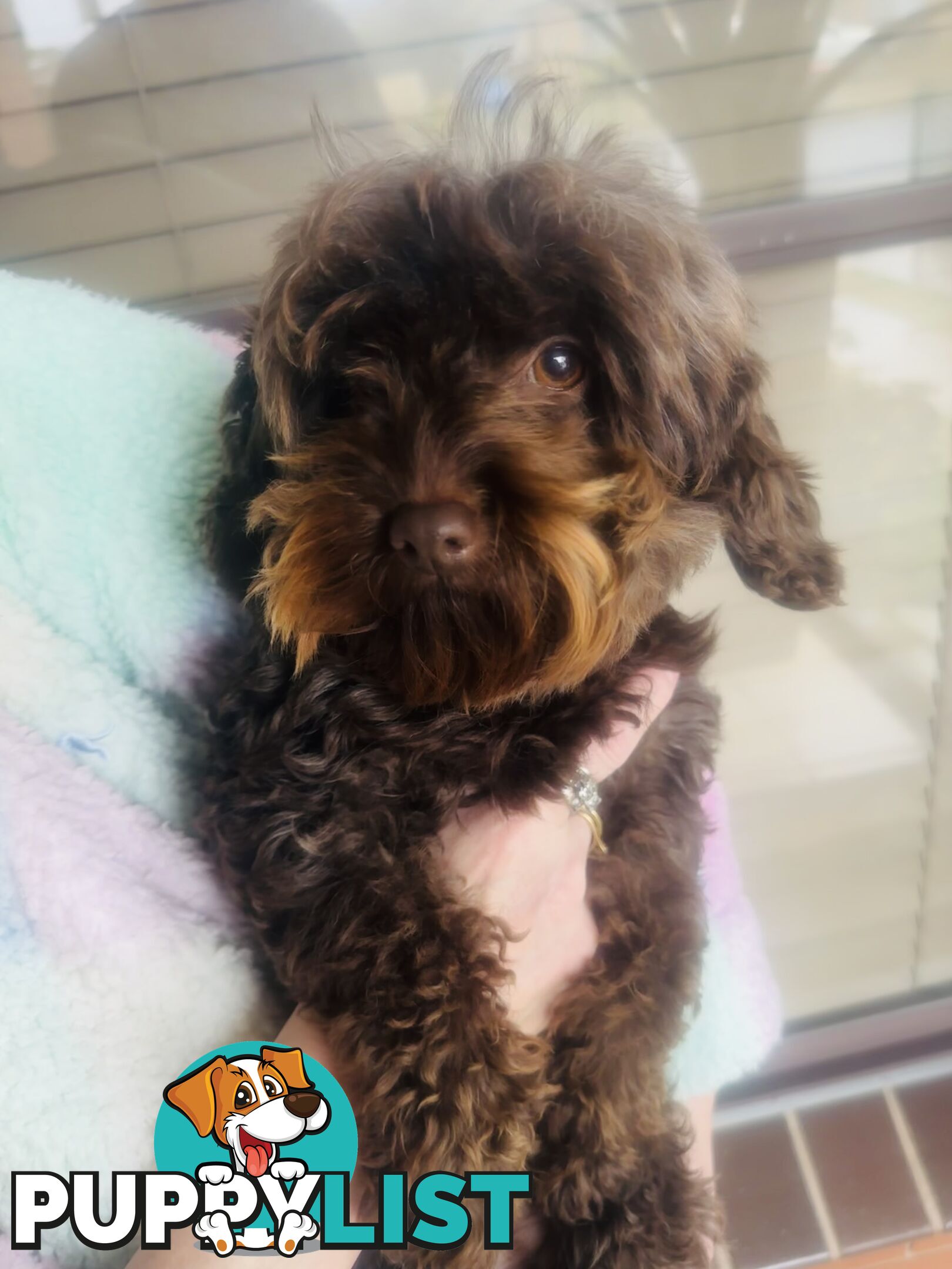 2 Stunning Rich Chocolate Female Cavoodles