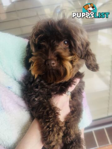 2 Stunning Rich Chocolate Female Cavoodles