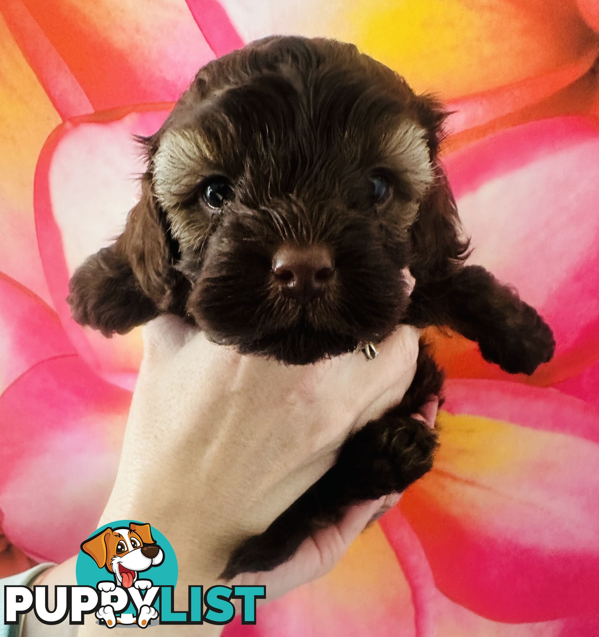 2 Stunning Rich Chocolate Female Cavoodles