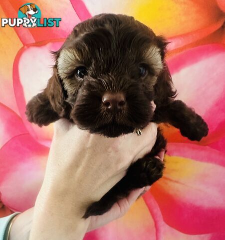 2 Stunning Rich Chocolate Female Cavoodles
