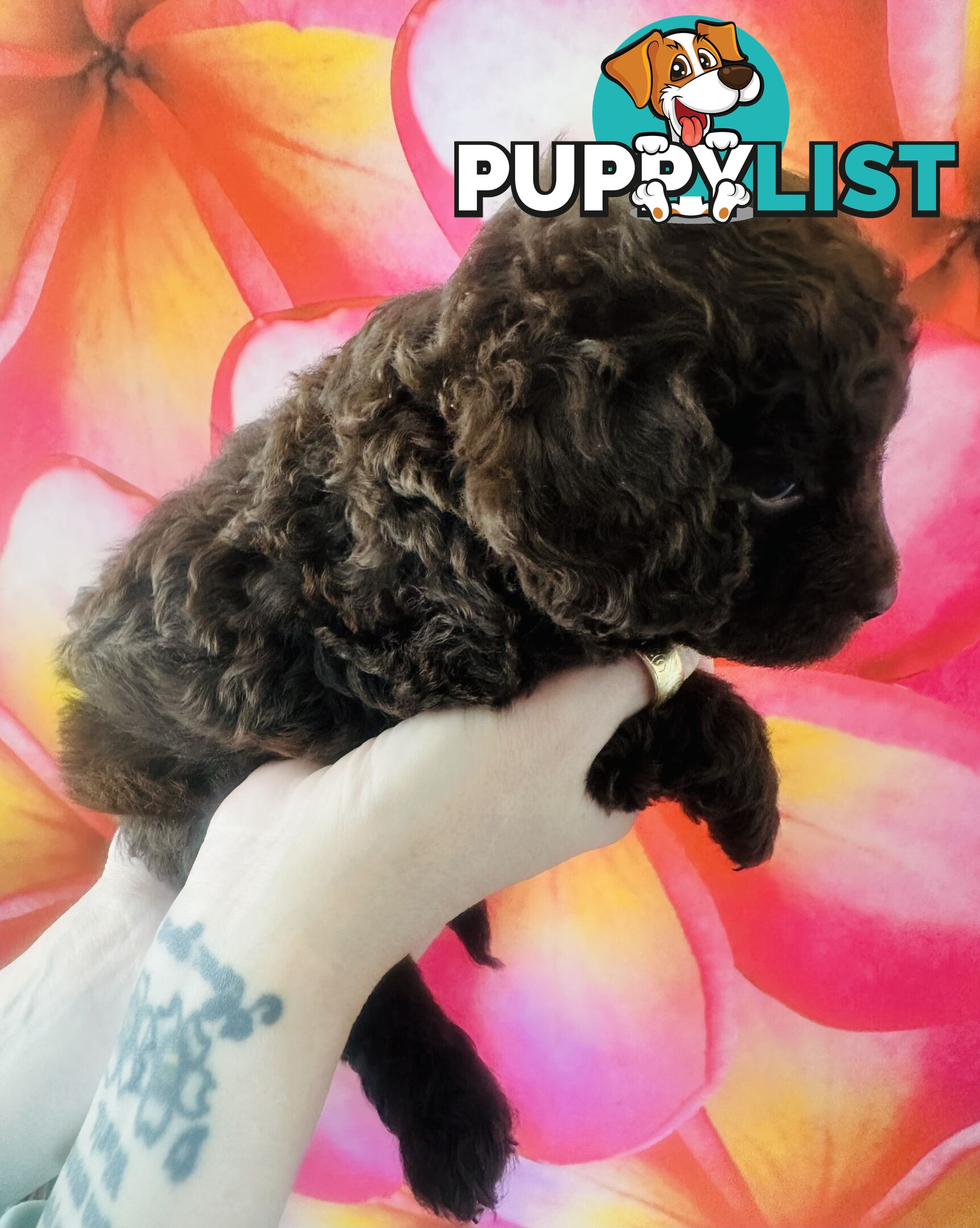 2 Stunning Rich Chocolate Female Cavoodles