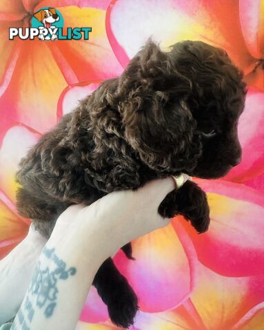 2 Stunning Rich Chocolate Female Cavoodles
