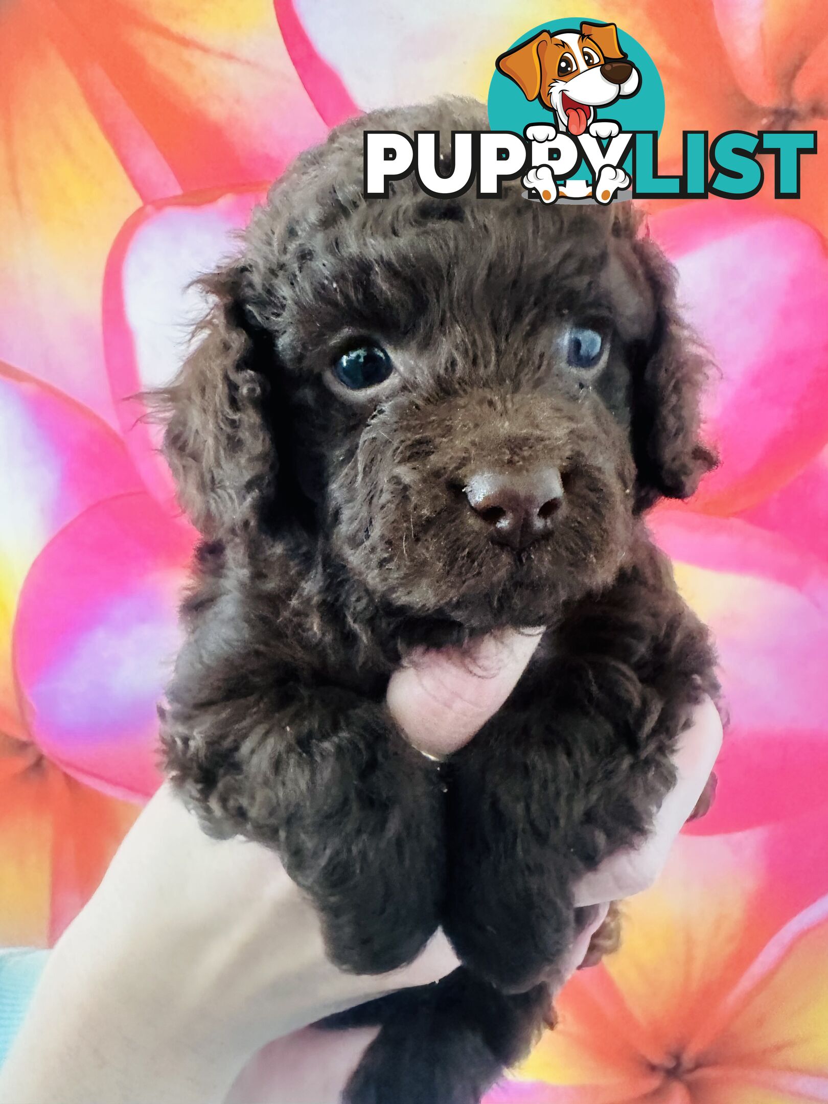 2 Stunning Rich Chocolate Female Cavoodles