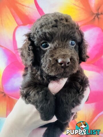 2 Stunning Rich Chocolate Female Cavoodles
