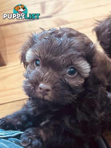 2 Stunning Rich Chocolate Female Cavoodles