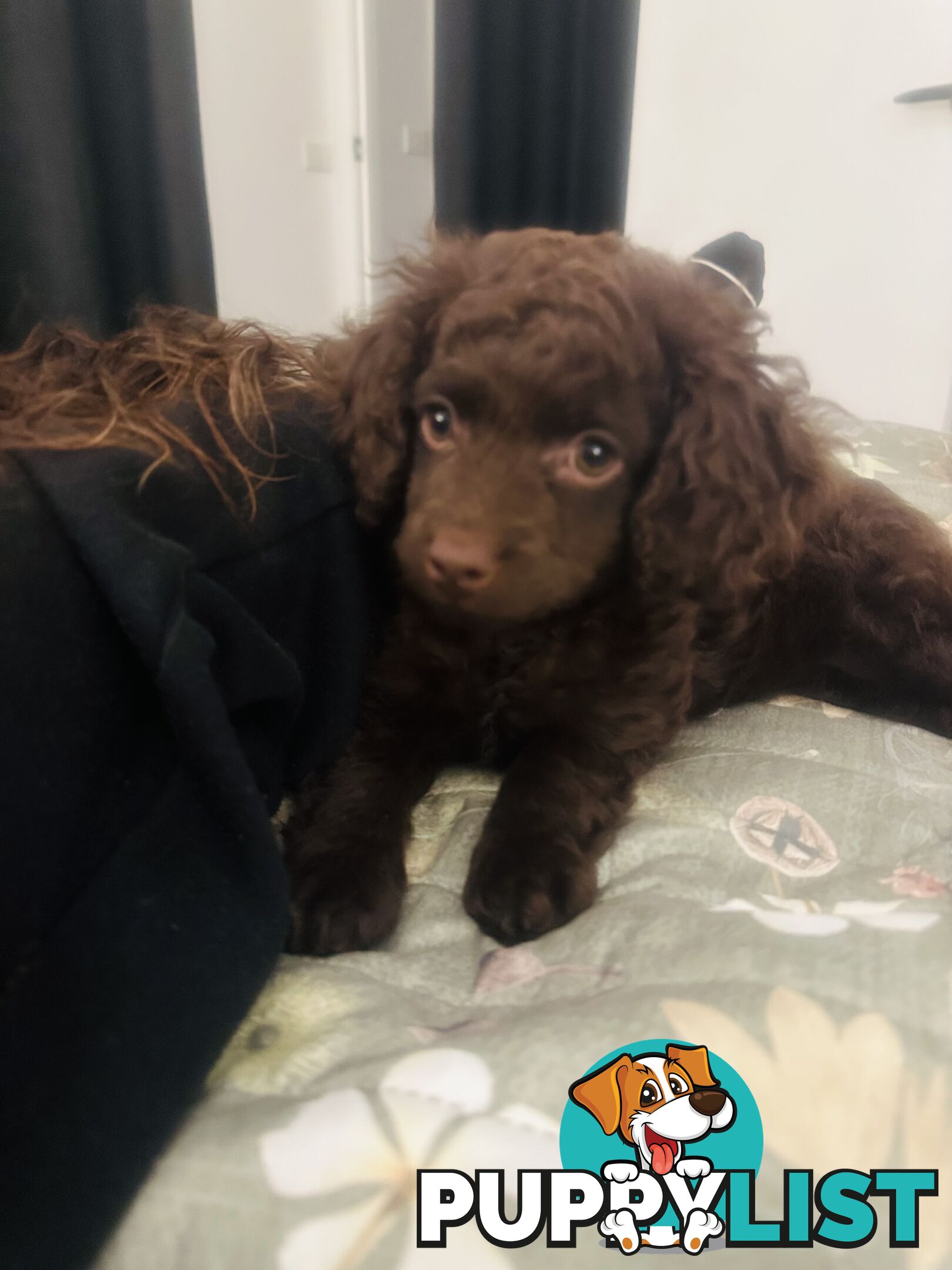 READY TO GO NOW - 1 Stunning Rich Chocolate Female Left, toilet trained on puppy pad