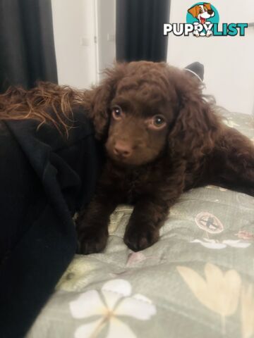 READY TO GO NOW - 1 Stunning Rich Chocolate Female Left, toilet trained on puppy pad