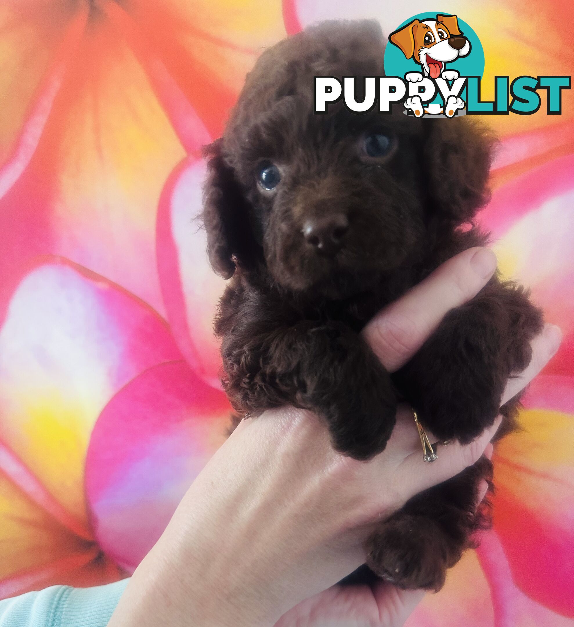 2 Stunning Rich Chocolate Female Cavoodles