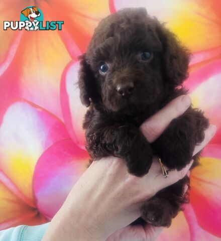 2 Stunning Rich Chocolate Female Cavoodles