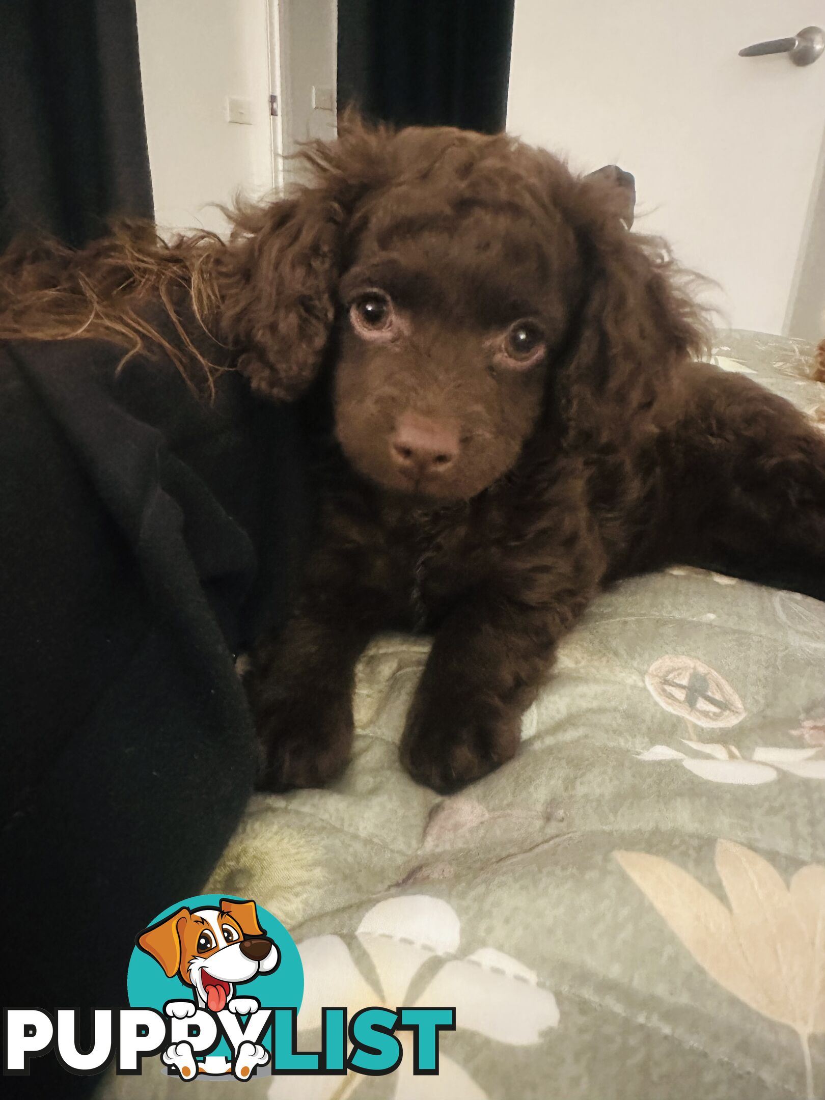 READY TO GO NOW - 1 Stunning Rich Chocolate Female Left, toilet trained on puppy pad