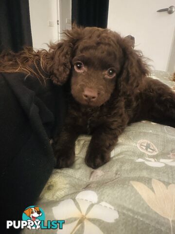 READY TO GO NOW - 1 Stunning Rich Chocolate Female Left, toilet trained on puppy pad