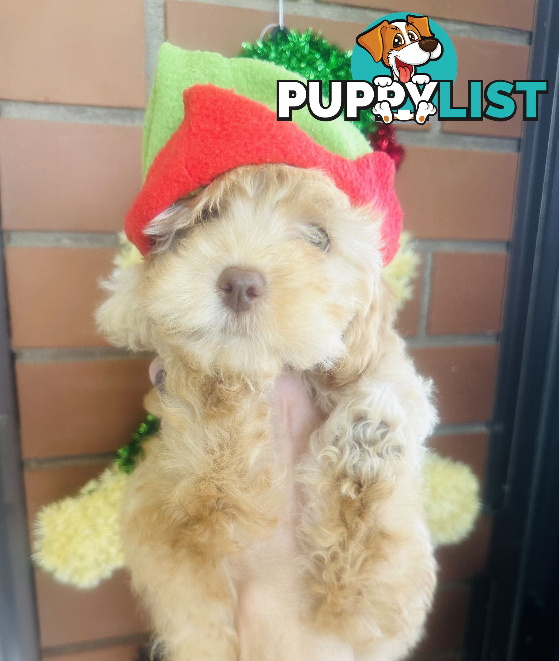 PRICED REDUCED - READY TO GO NOW - 2nd Gen Tiny Toy Cavoodle Female  Ruby Champagne