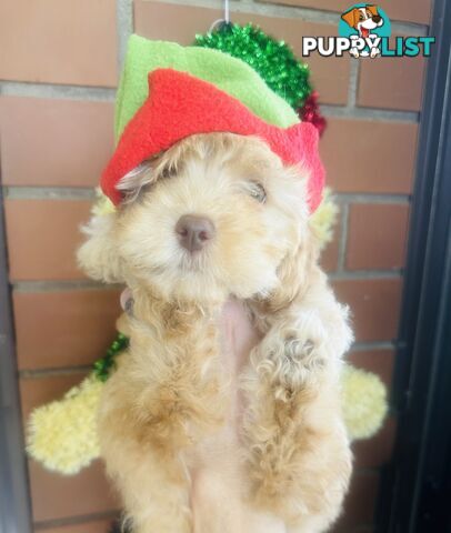 2nd Generation Tiny Toy Cavoodle Female  Ruby Champagne