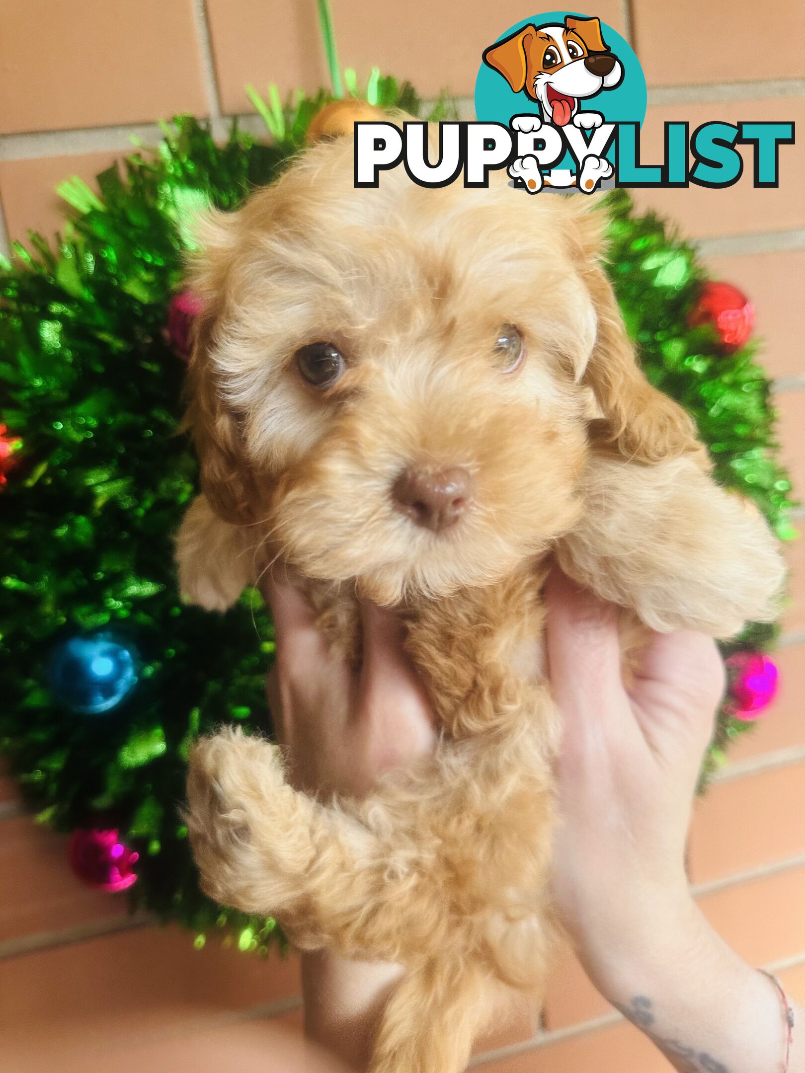 PRICED REDUCED - READY TO GO NOW - 2nd Gen Tiny Toy Cavoodle Female  Ruby Champagne