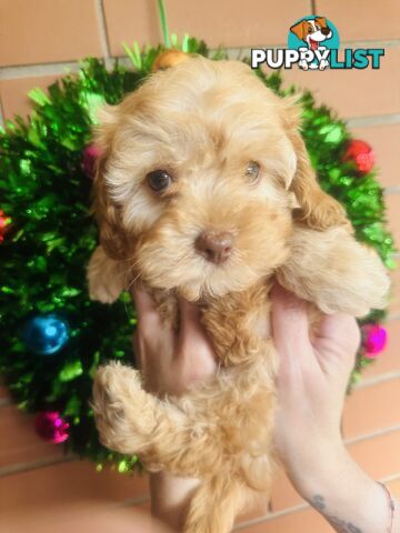 PRICED REDUCED - READY TO GO NOW - 2nd Gen Tiny Toy Cavoodle Female  Ruby Champagne