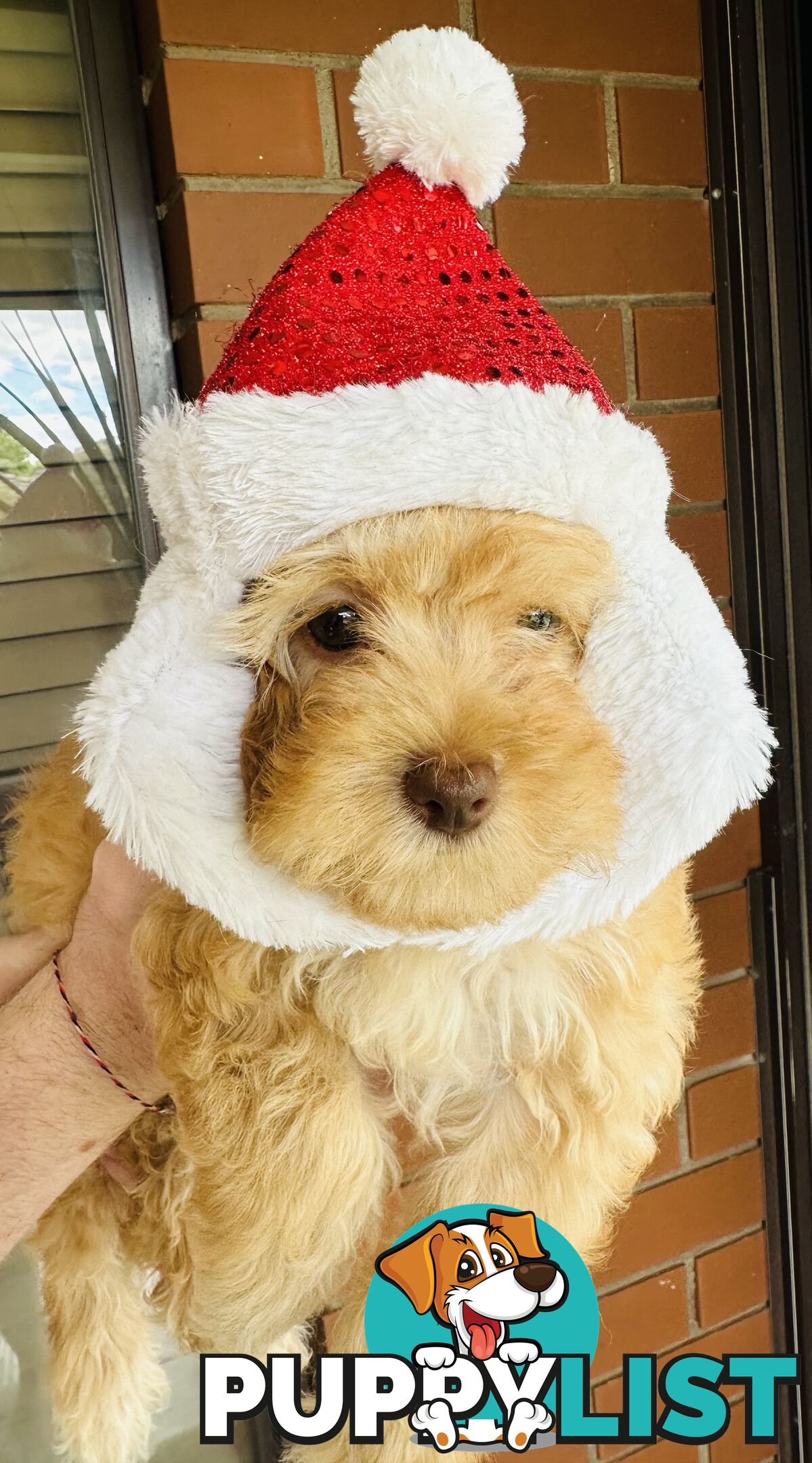 PRICED REDUCED - READY TO GO NOW - 2nd Gen Tiny Toy Cavoodle Female  Ruby Champagne