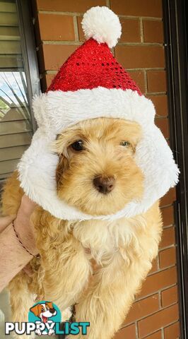 PRICED REDUCED - READY TO GO NOW - 2nd Gen Tiny Toy Cavoodle Female  Ruby Champagne