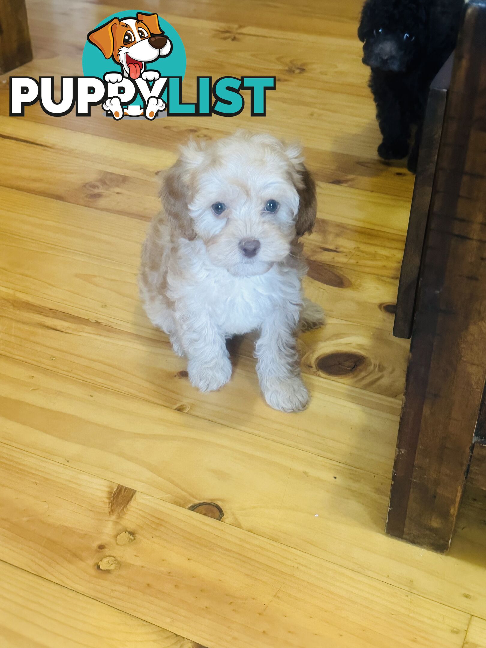 PRICED REDUCED - READY TO GO NOW - 2nd Gen Tiny Toy Cavoodle Female  Ruby Champagne