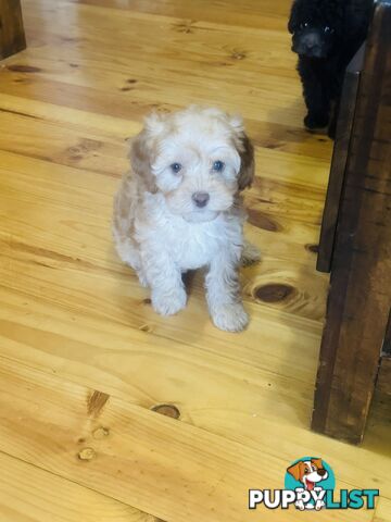 PRICED REDUCED - READY TO GO NOW - 2nd Gen Tiny Toy Cavoodle Female  Ruby Champagne