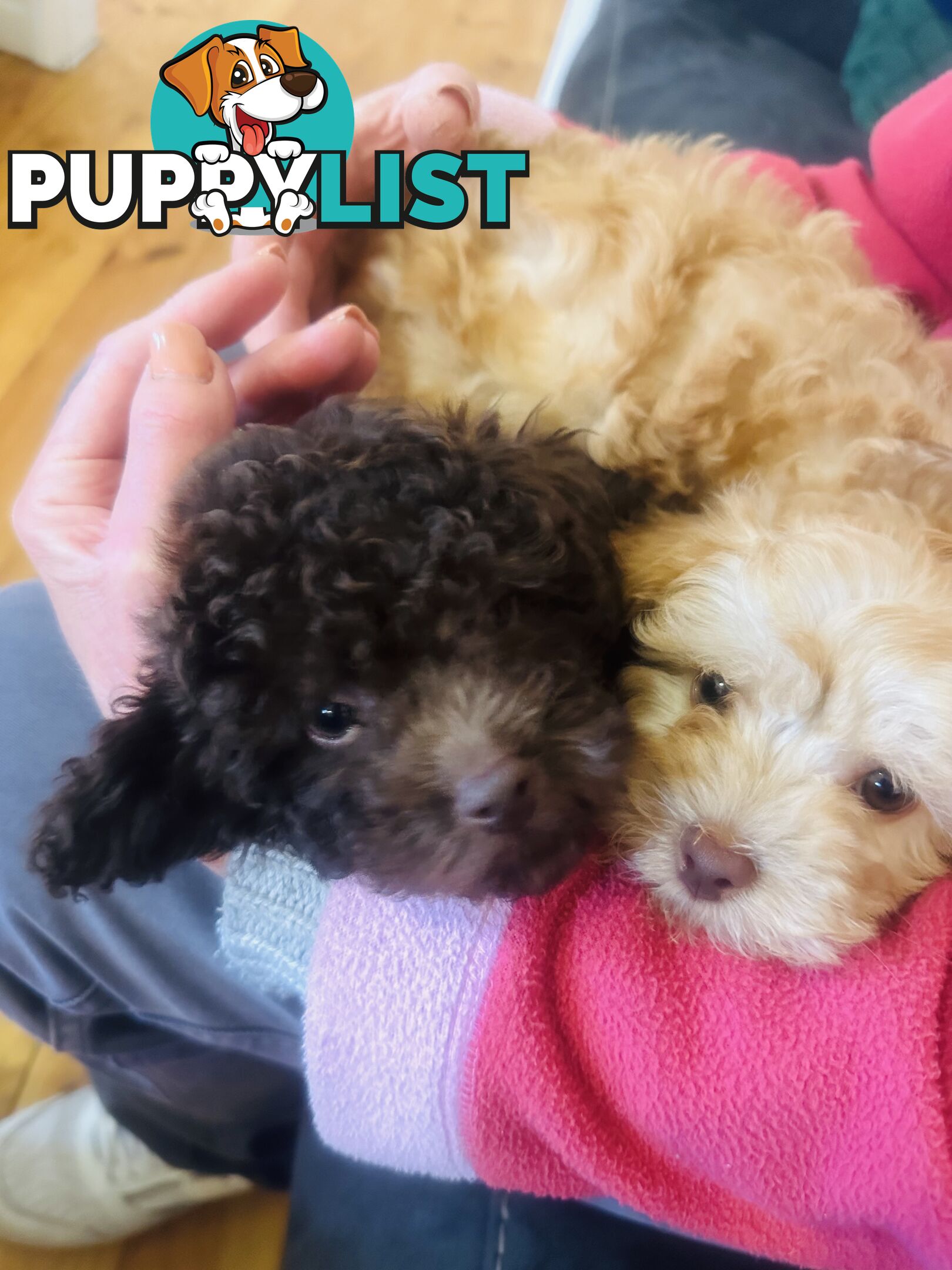 PRICED REDUCED - READY TO GO NOW - 2nd Gen Tiny Toy Cavoodle Female  Ruby Champagne