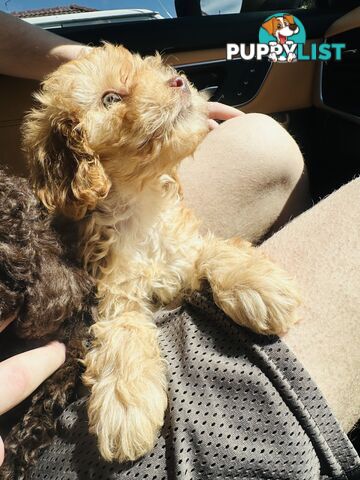 PRICED REDUCED - READY TO GO NOW - 2nd Gen Tiny Toy Cavoodle Female  Ruby Champagne