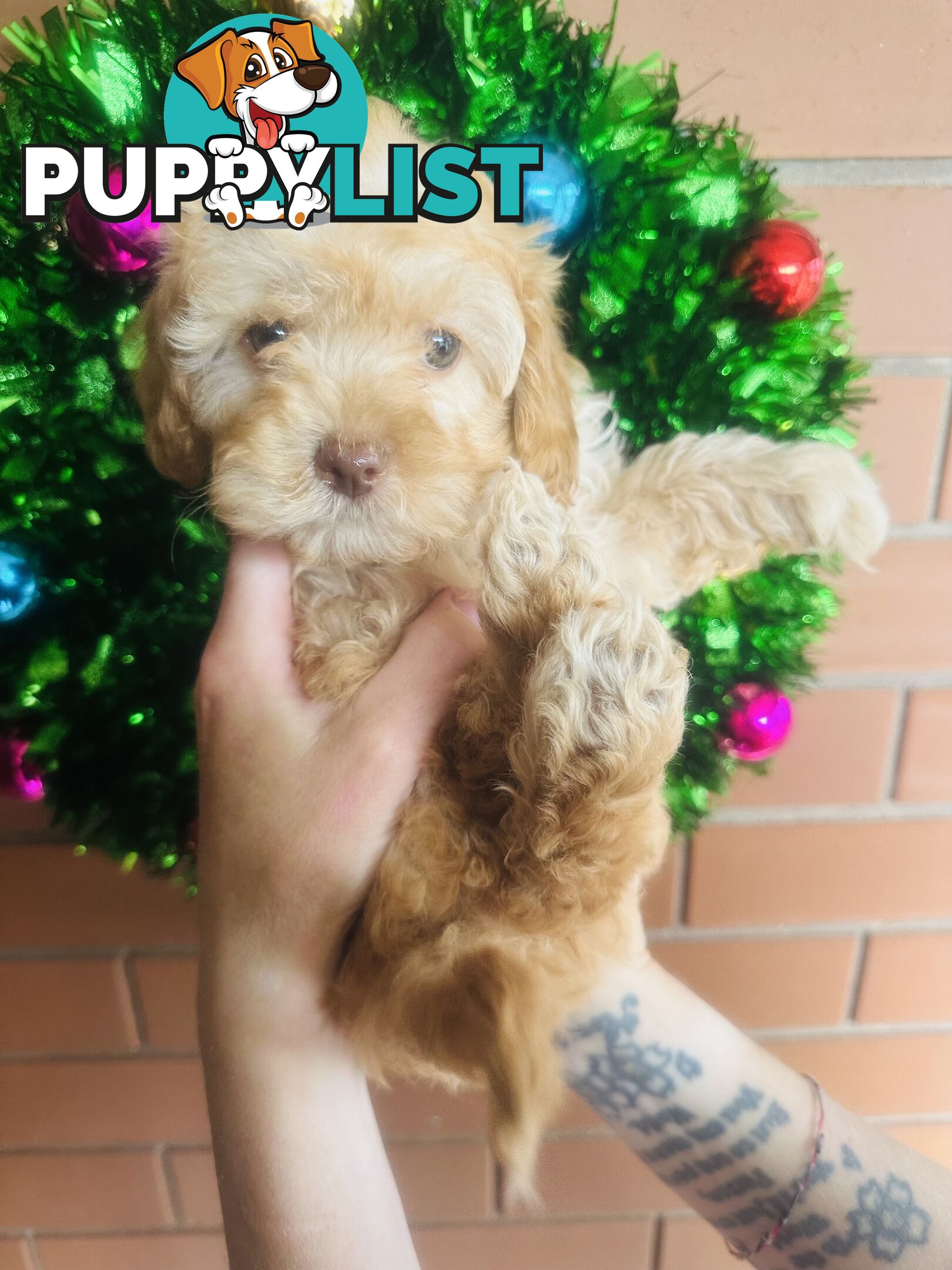 PRICED REDUCED - READY TO GO NOW - 2nd Gen Tiny Toy Cavoodle Female  Ruby Champagne