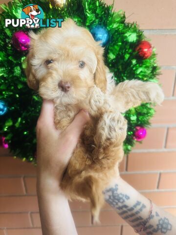 PRICED REDUCED - READY TO GO NOW - 2nd Gen Tiny Toy Cavoodle Female  Ruby Champagne