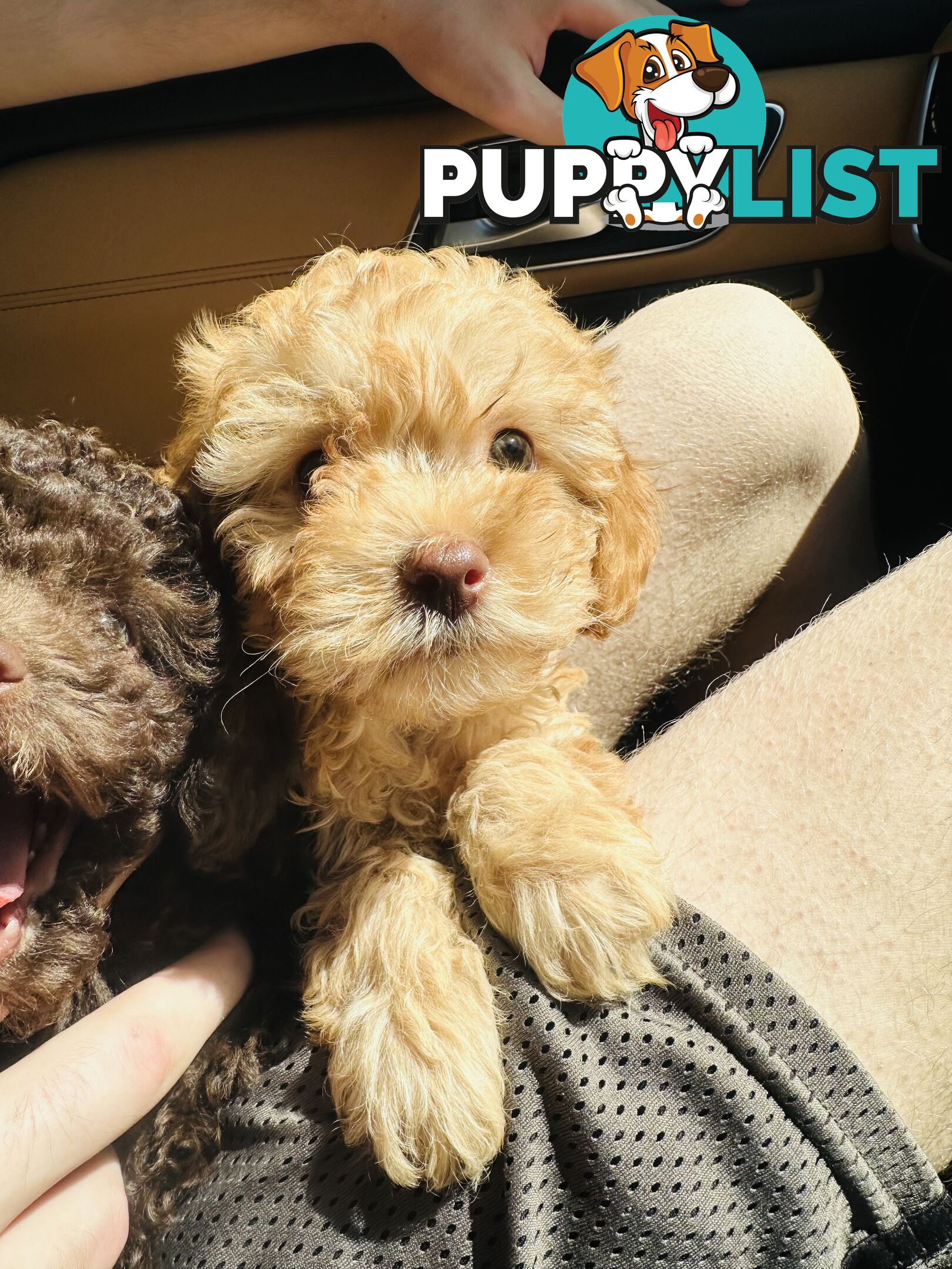 PRICED REDUCED - READY TO GO NOW - 2nd Gen Tiny Toy Cavoodle Female  Ruby Champagne