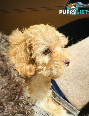 PRICED REDUCED - READY TO GO NOW - 2nd Gen Tiny Toy Cavoodle Female  Ruby Champagne