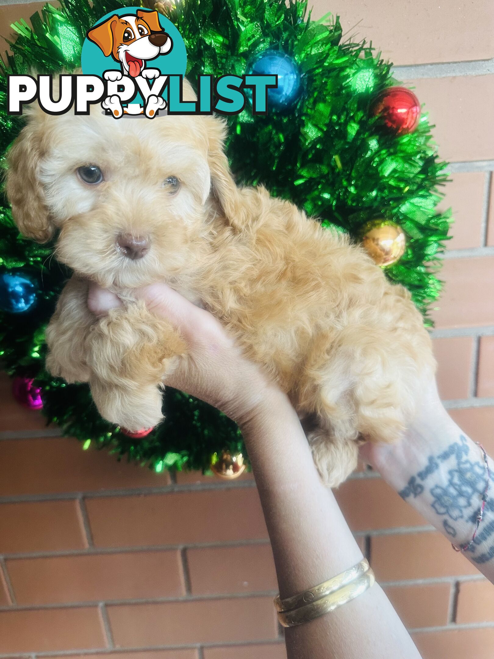 PRICED REDUCED - READY TO GO NOW - 2nd Gen Tiny Toy Cavoodle Female  Ruby Champagne