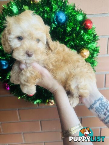 2nd Generation Tiny Toy Cavoodle Female  Ruby Champagne