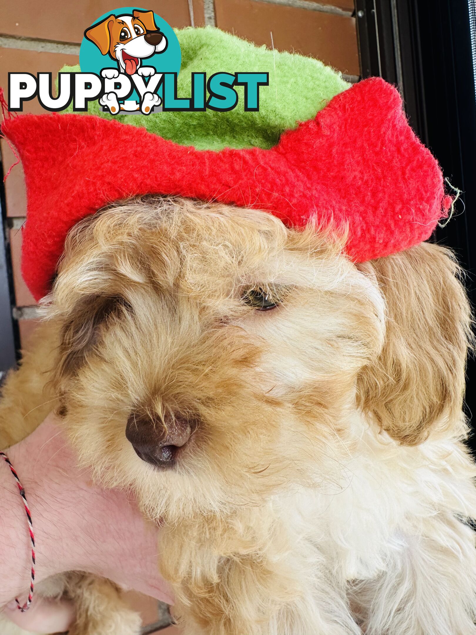 PRICED REDUCED - READY TO GO NOW - 2nd Gen Tiny Toy Cavoodle Female  Ruby Champagne