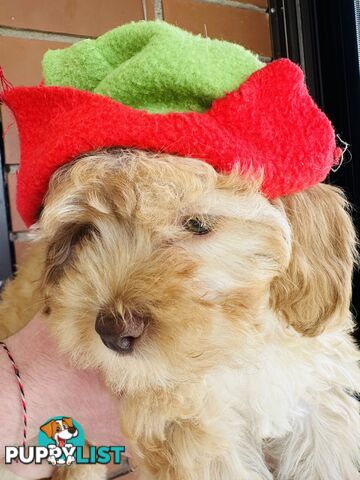 PRICED REDUCED - READY TO GO NOW - 2nd Gen Tiny Toy Cavoodle Female  Ruby Champagne