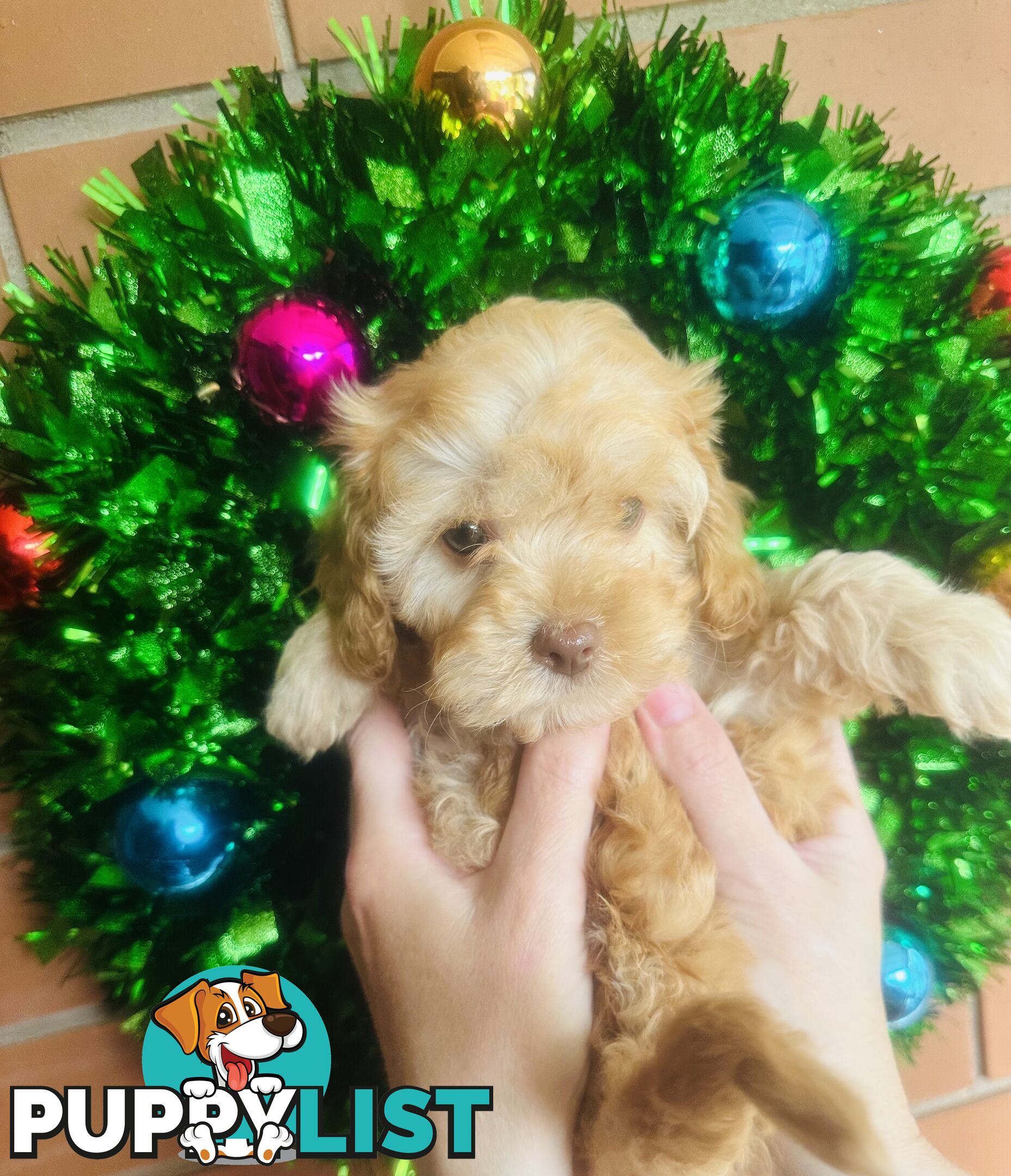 PRICED REDUCED - READY TO GO NOW - 2nd Gen Tiny Toy Cavoodle Female  Ruby Champagne