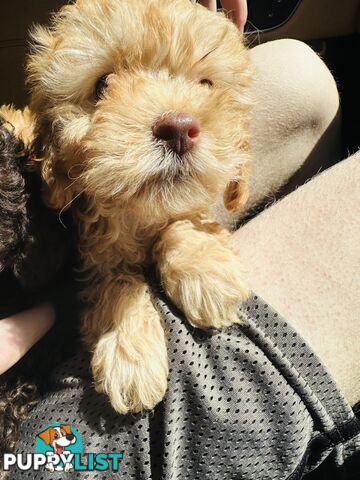 PRICED REDUCED - READY TO GO NOW - 2nd Gen Tiny Toy Cavoodle Female  Ruby Champagne