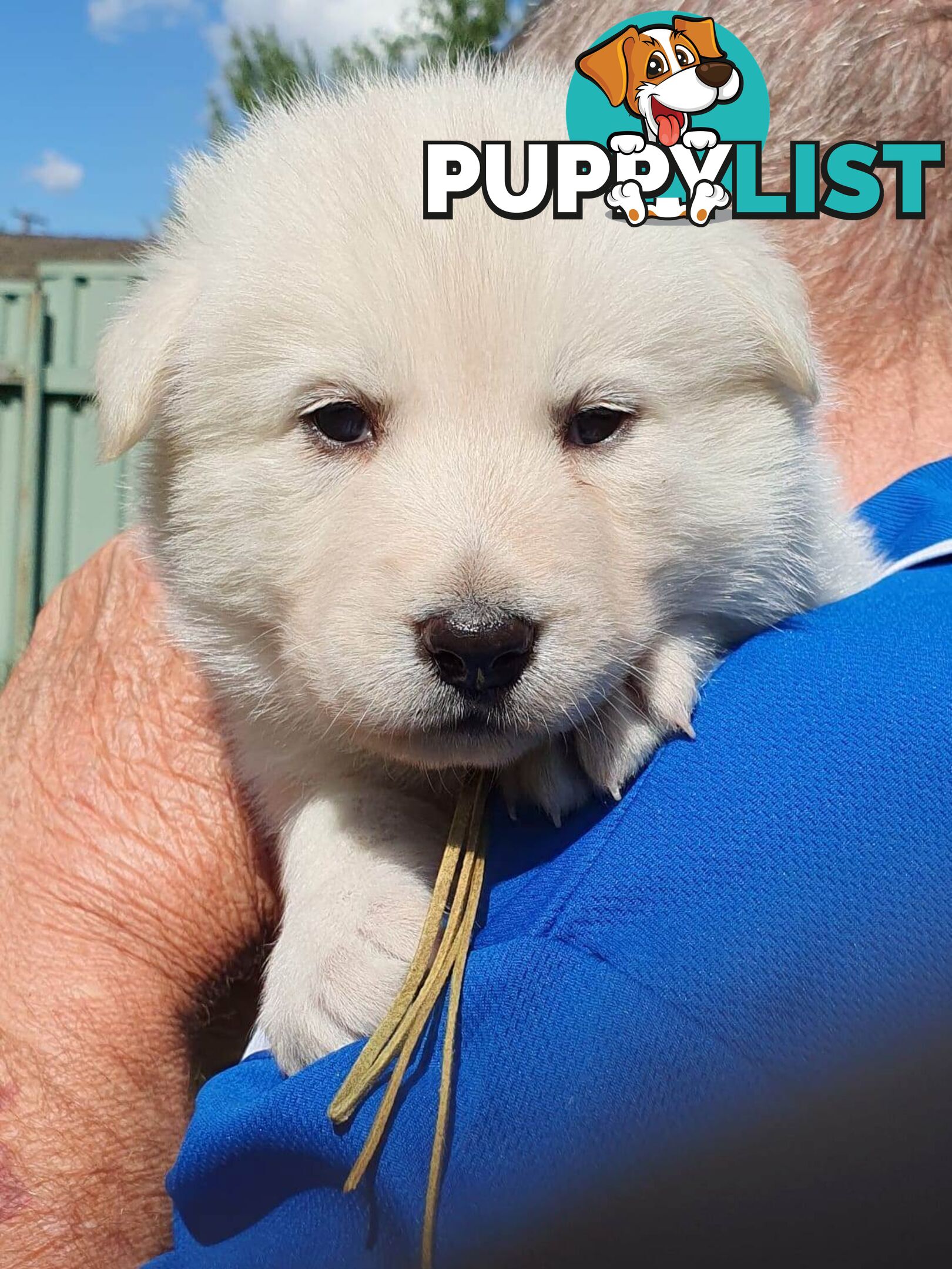 Ice white Shepherd Husky puppies