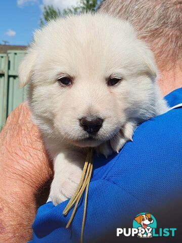 Ice white Shepherd Husky puppies