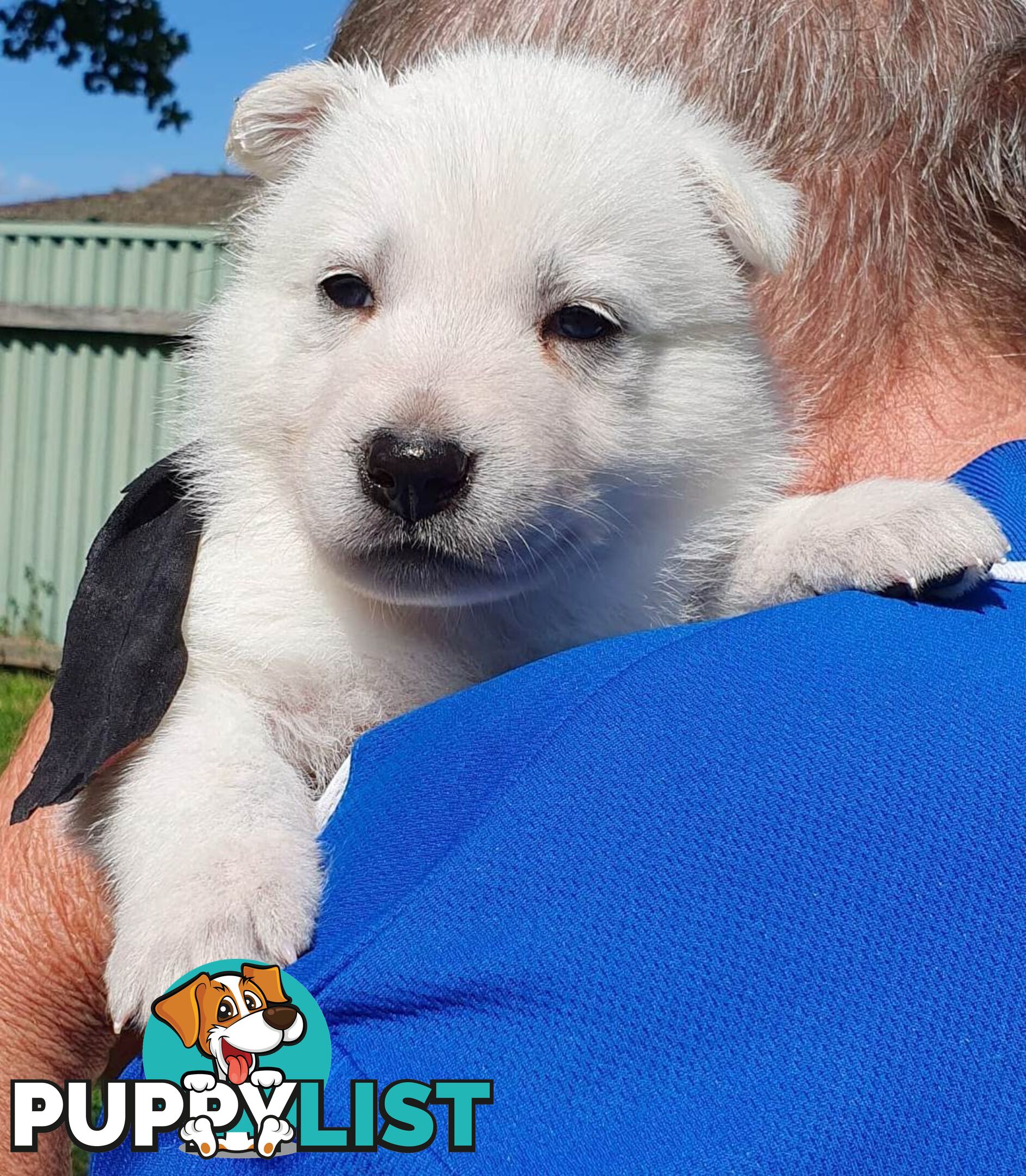 Ice white Shepherd Husky puppies