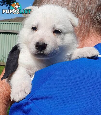 Ice white Shepherd Husky puppies