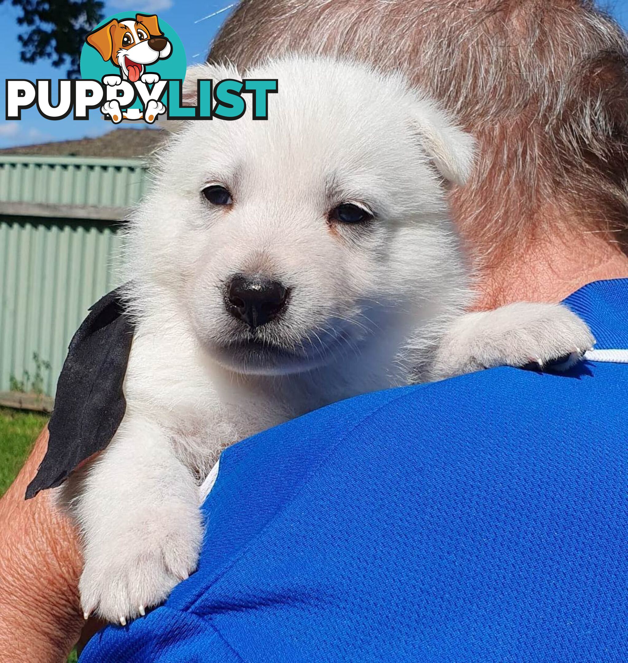 Ice white Shepherd Husky puppies